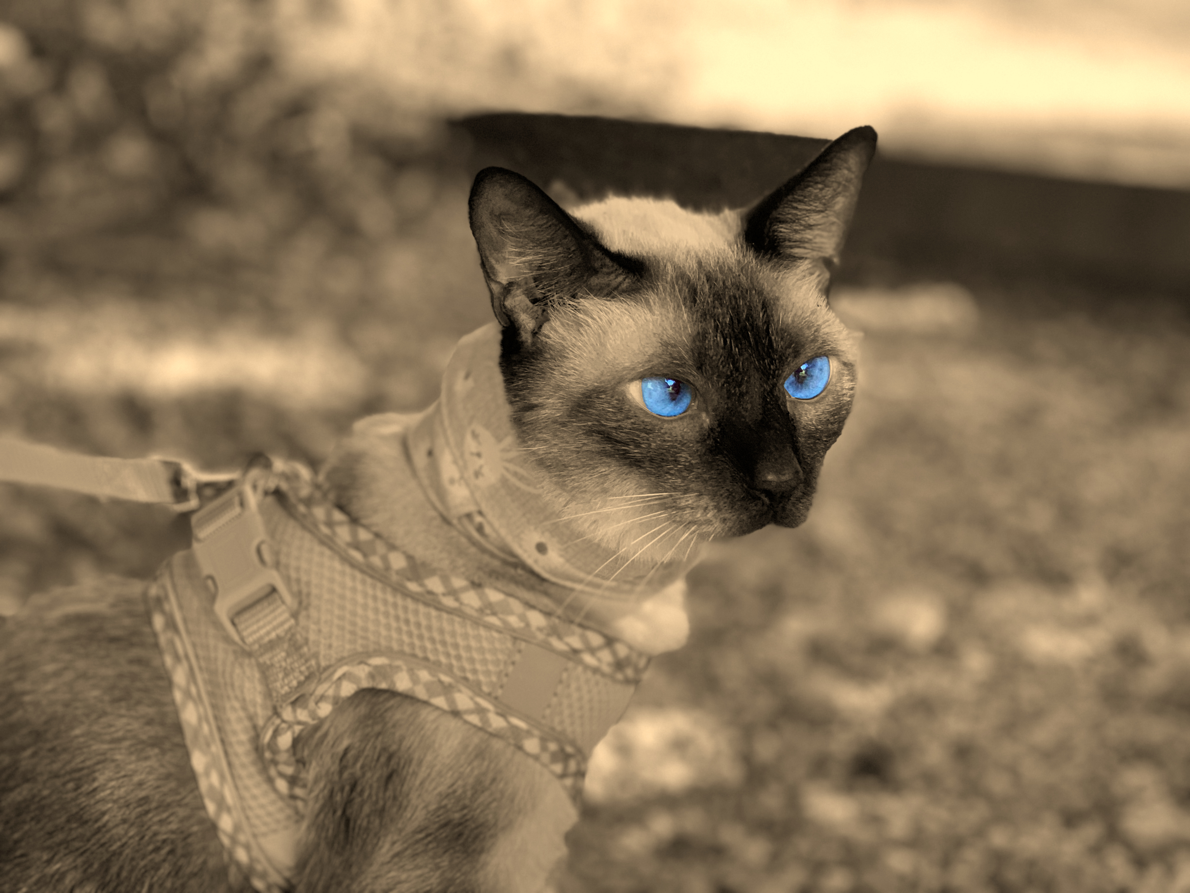 Safira, mascote do projeto Plantas & Gatos