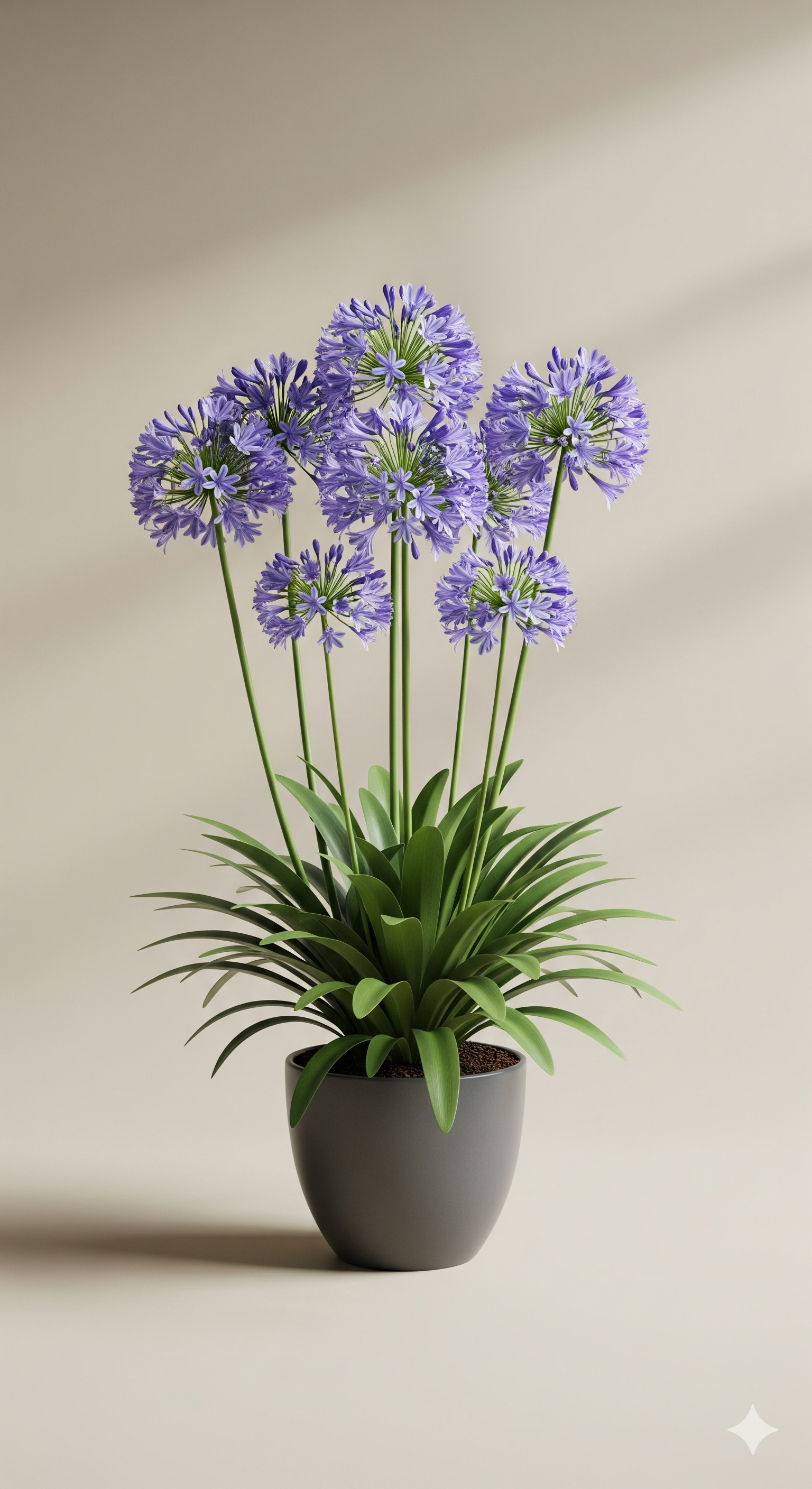 Agapanto (Agapanthus spp.)