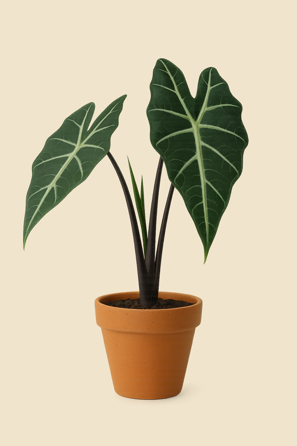 Alocacia Talo Negro