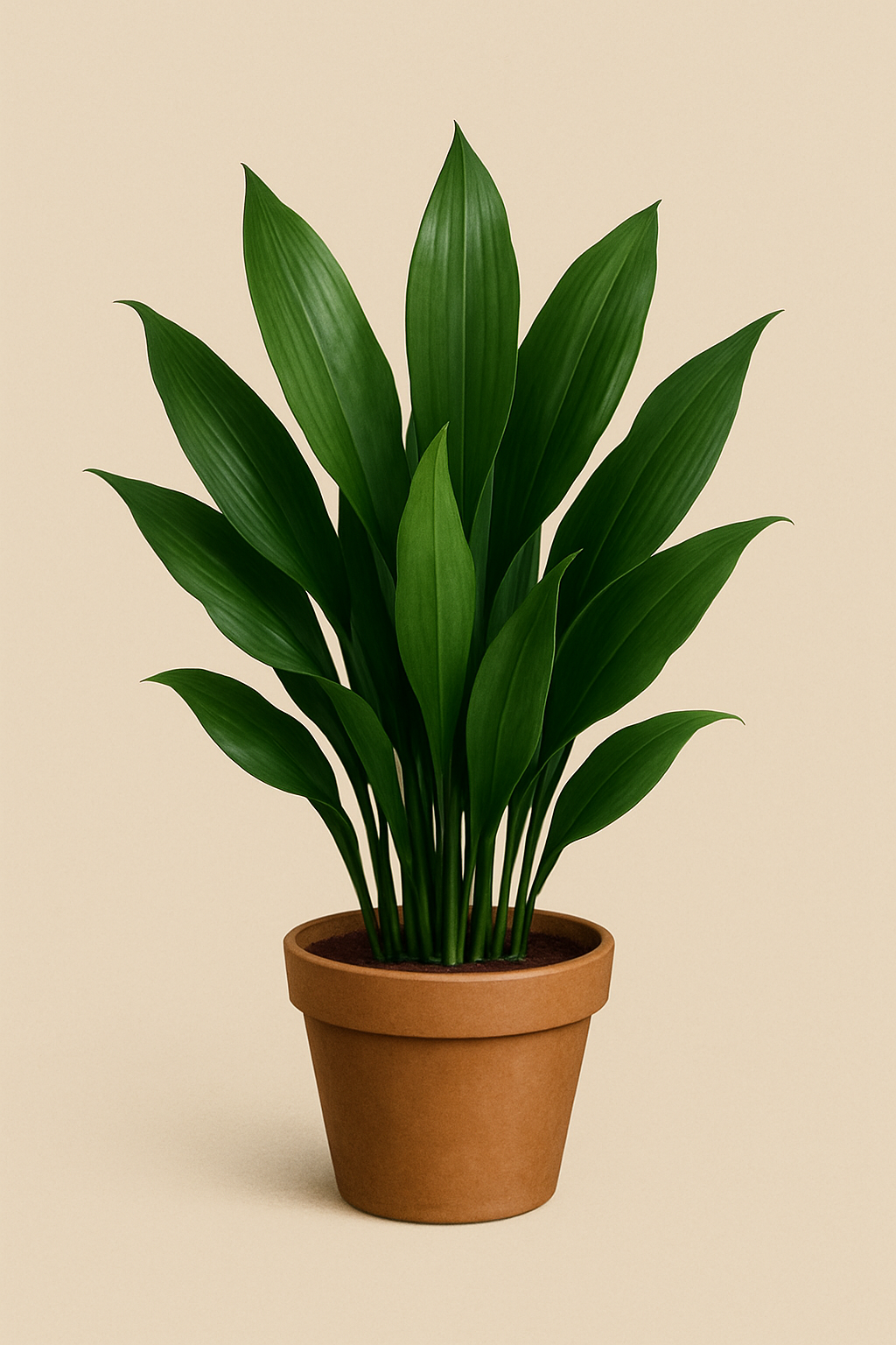 Aspidistra elatior