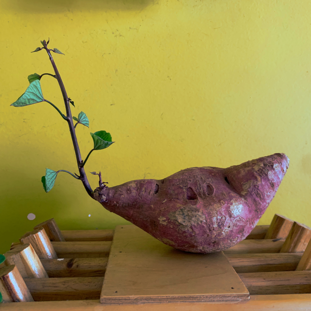 Batata-doce brotando com folhas verdes