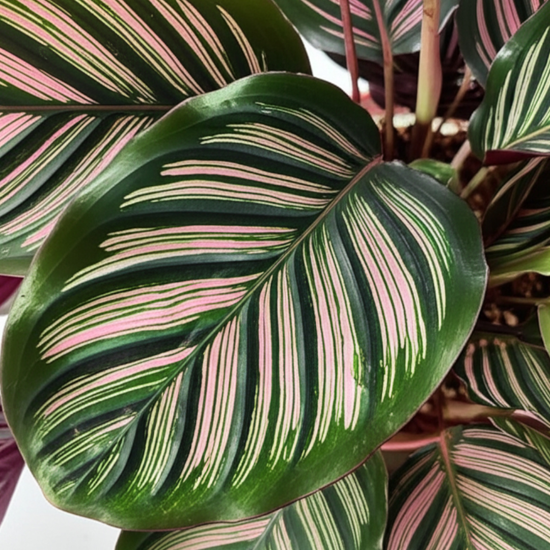 Calateia: planta segura para gatos