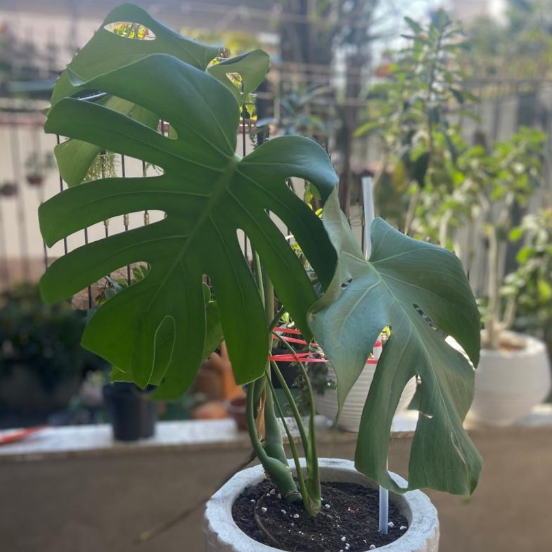 Costela-de-Adão (Monstera deliciosa) em vaso decorativo