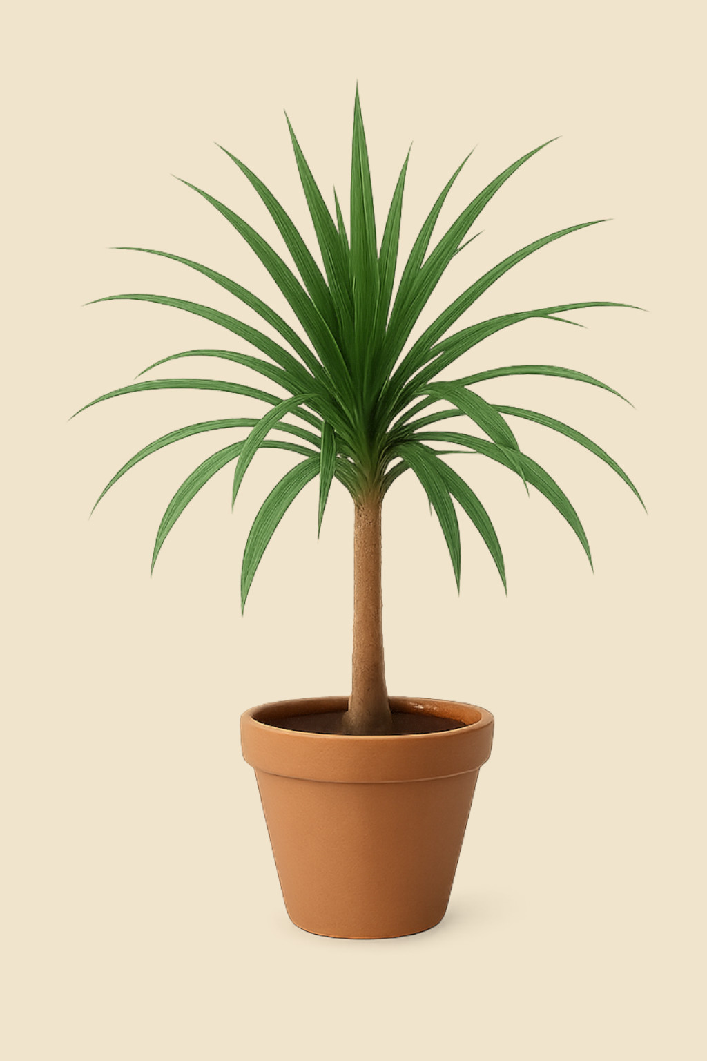 Dracena