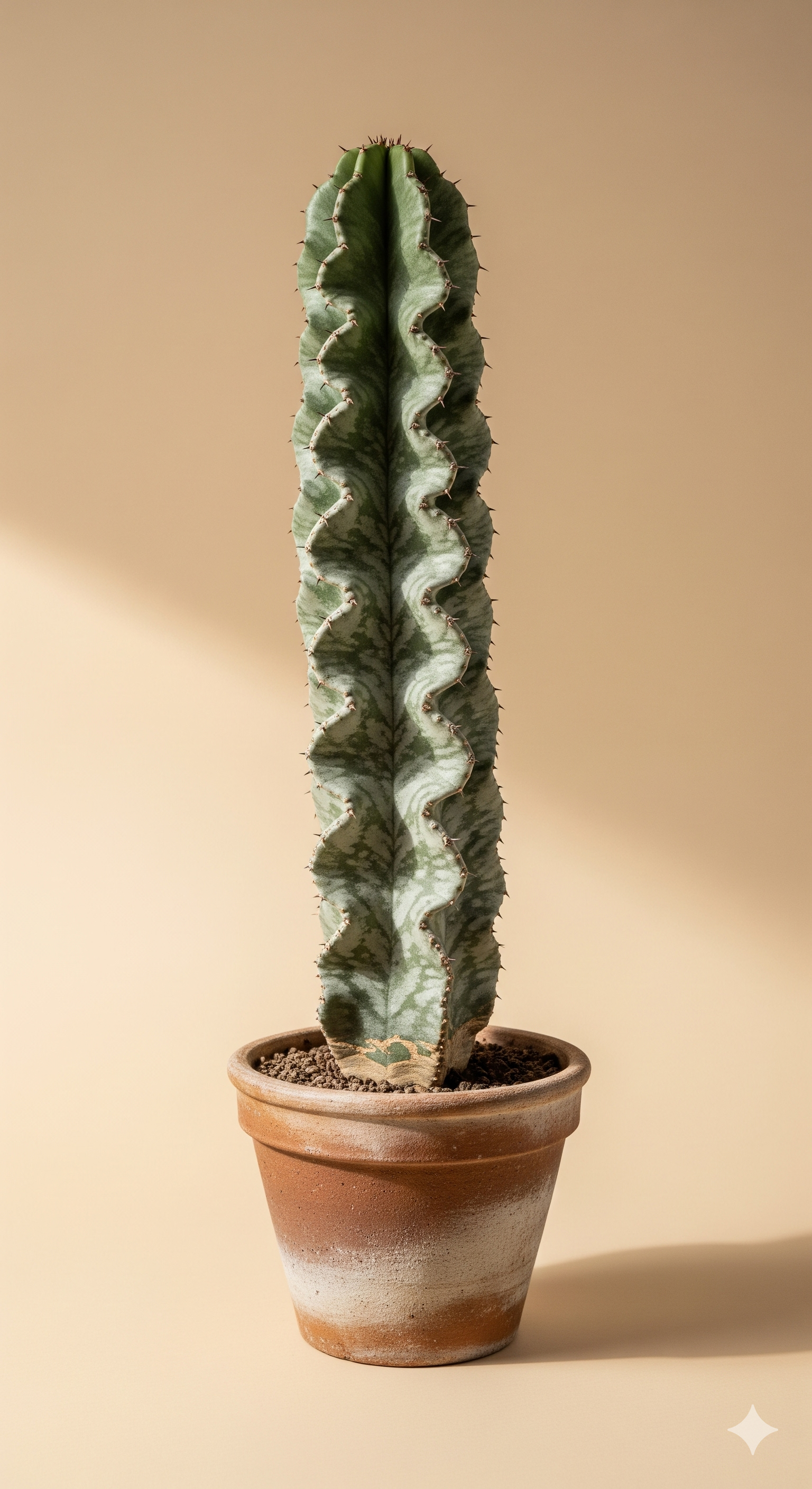 Láctea (Euphorbia lactea)