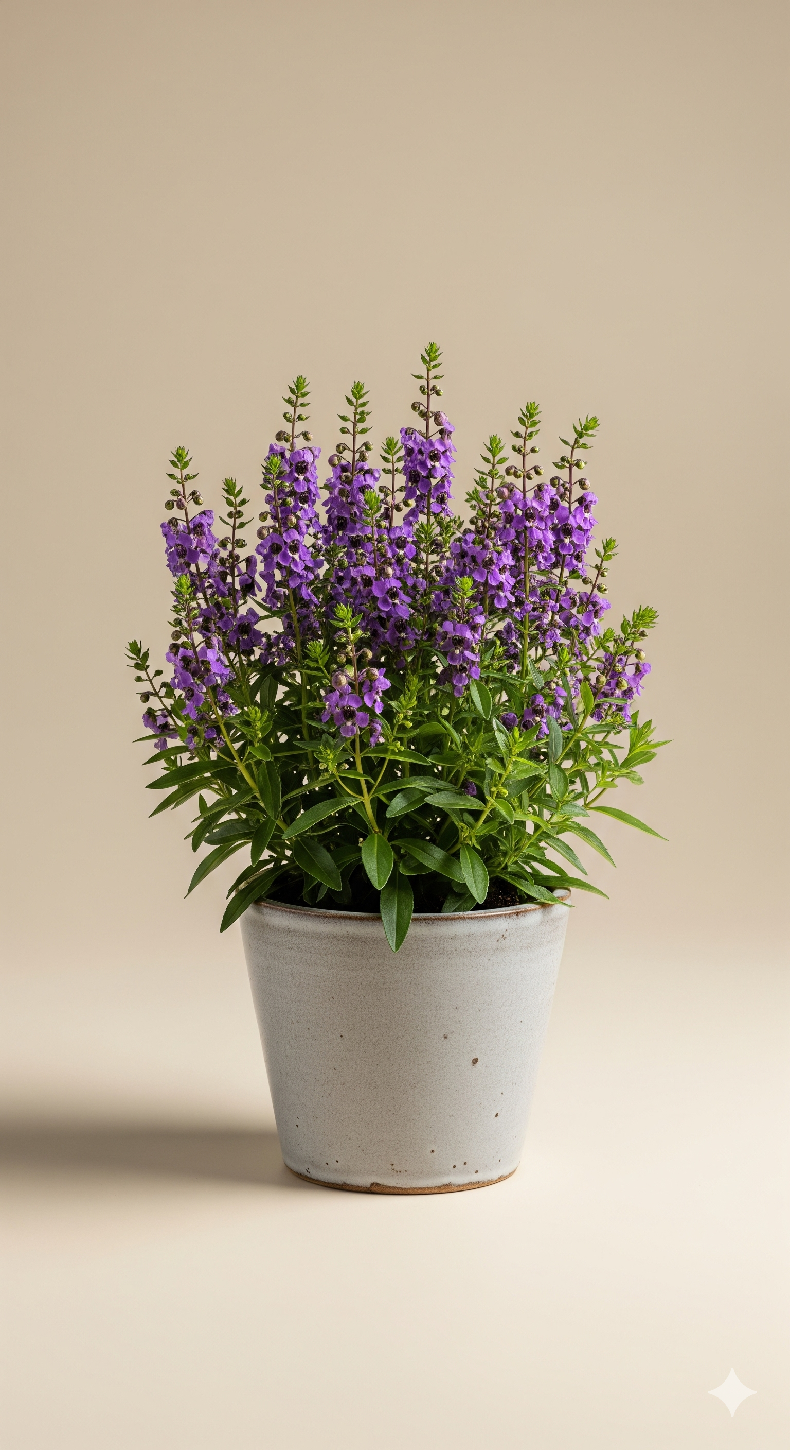 Magelonia (Angelonia angustifolia)
