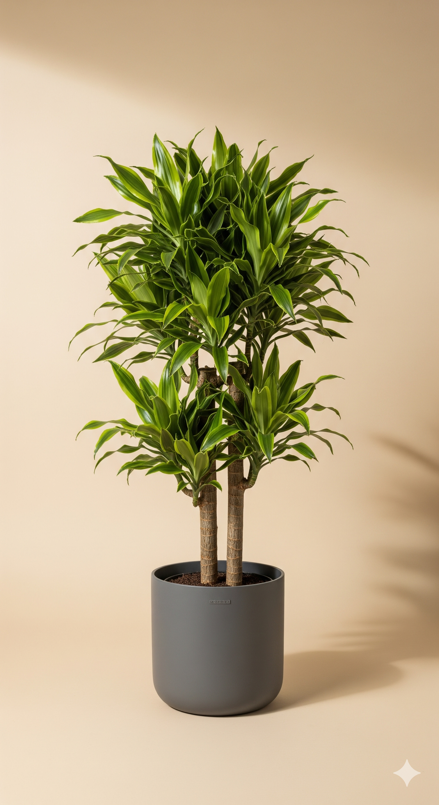 Pleomele (Dracaena reflexa)