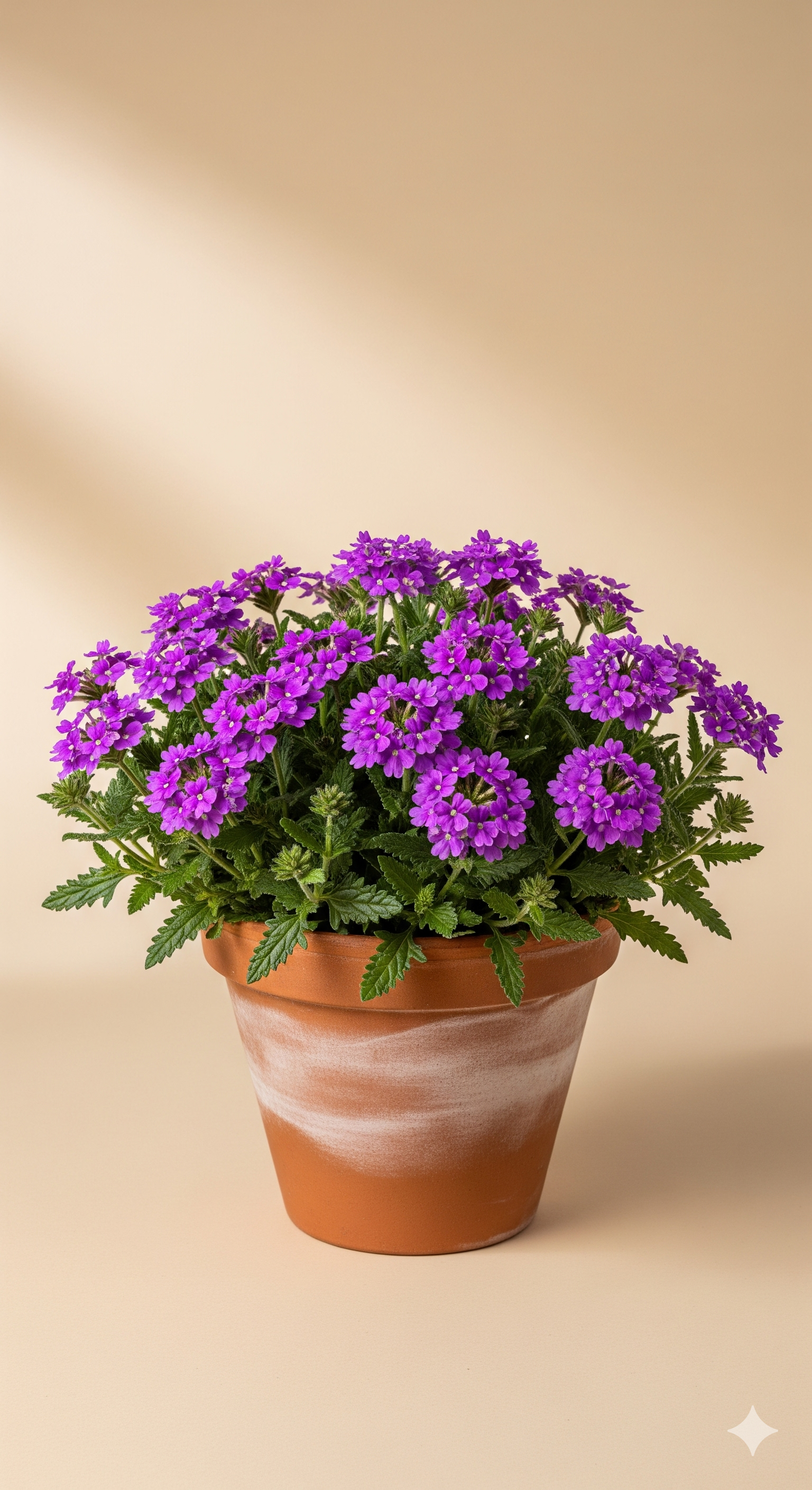 Verbena (spp.)